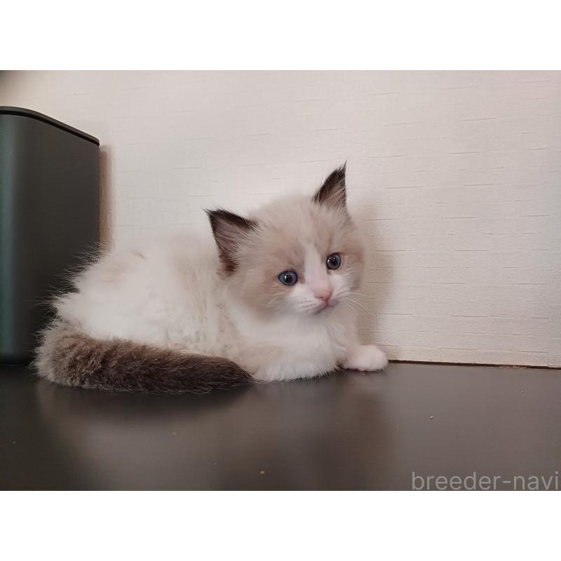 販売中の東京都のラグドール-136202の5枚目