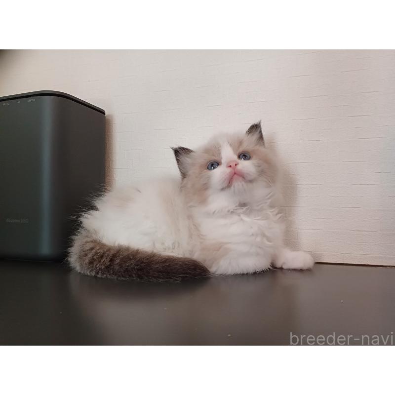 販売中の東京都のラグドール-136202の4枚目