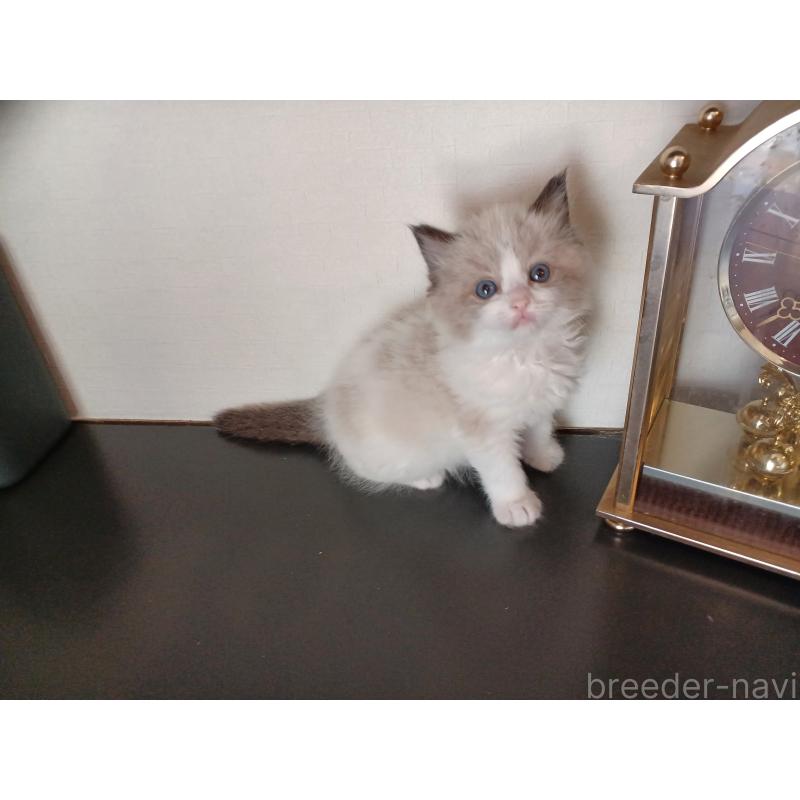 販売中の東京都のラグドール-136202の3枚目