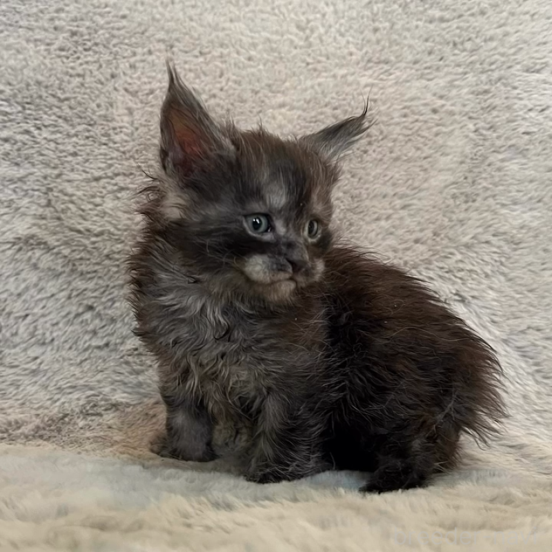 商談中の愛知県のメインクーン-136203の11枚目