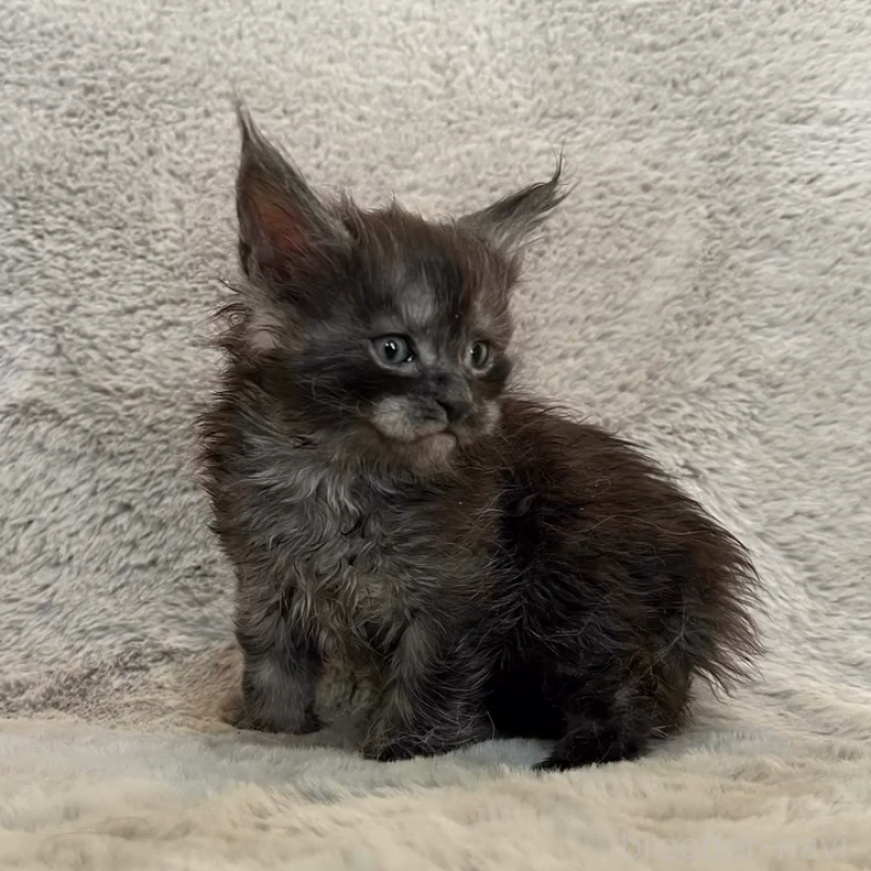 商談中の愛知県のメインクーン-136203の9枚目