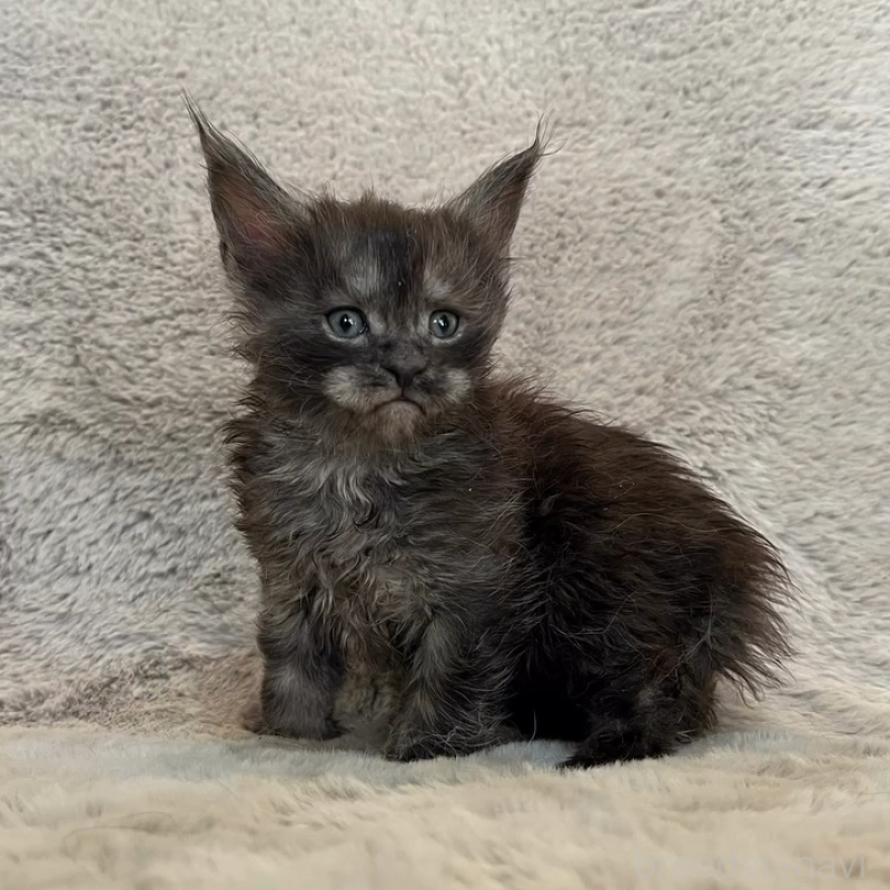 商談中の愛知県のメインクーン-136203の8枚目