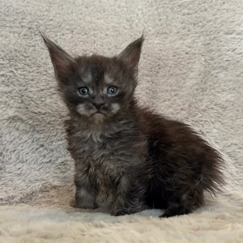 商談中の愛知県のメインクーン-136203