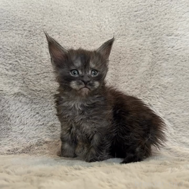 商談中の愛知県のメインクーン-136203の6枚目