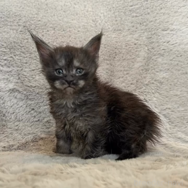 商談中の愛知県のメインクーン-136203の5枚目