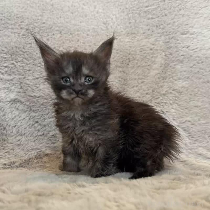 商談中の愛知県のメインクーン-136203の4枚目