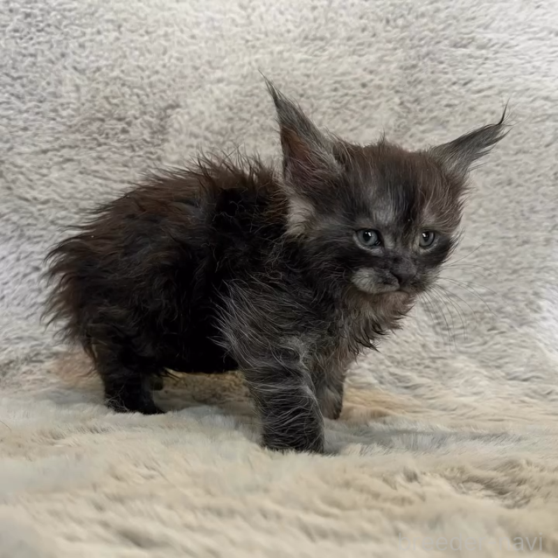 商談中の愛知県のメインクーン-136203の2枚目