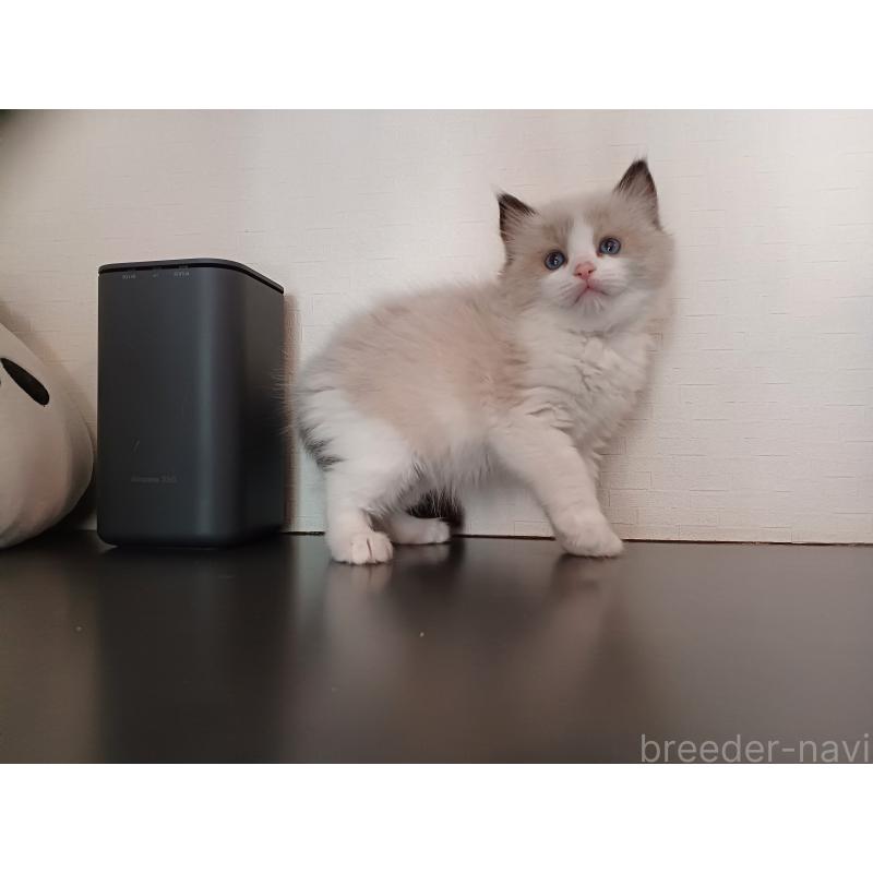 販売中の東京都のラグドール-136205の10枚目