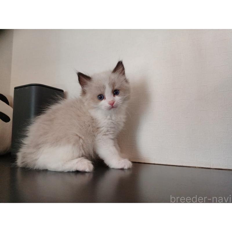 販売中の東京都のラグドール-136205の9枚目