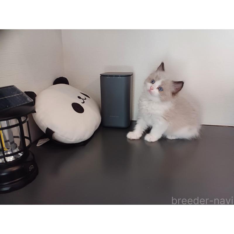 販売中の東京都のラグドール-136205の7枚目