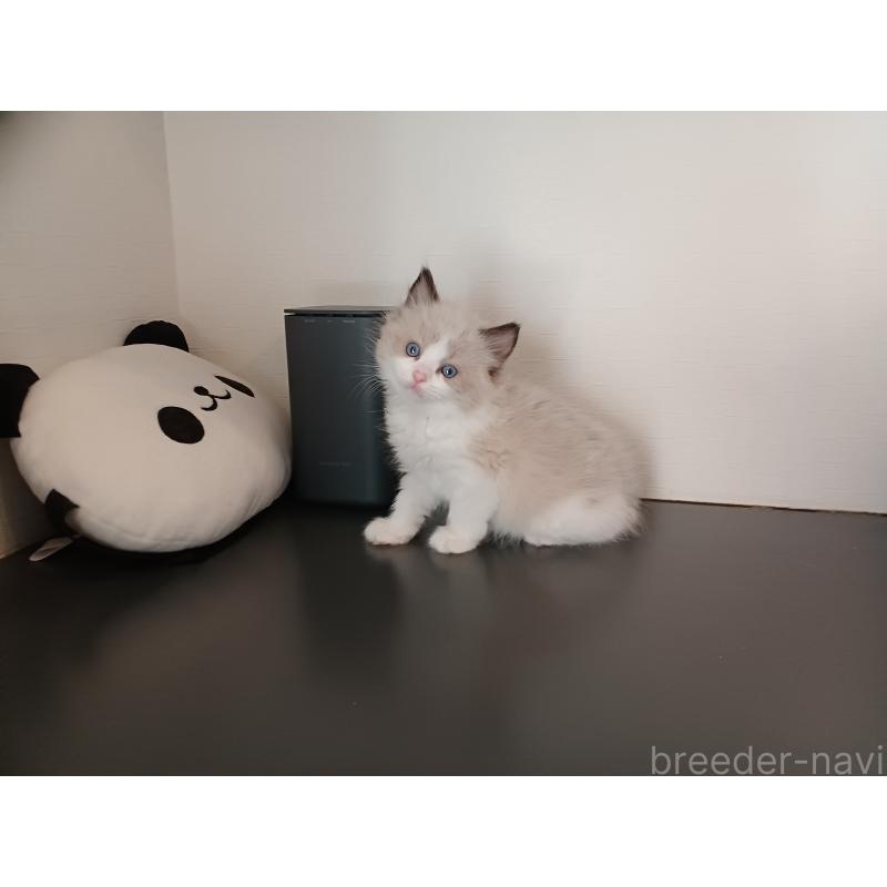 販売中の東京都のラグドール-136205の6枚目