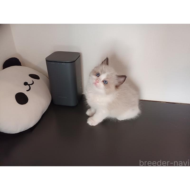 販売中の東京都のラグドール-136205の5枚目