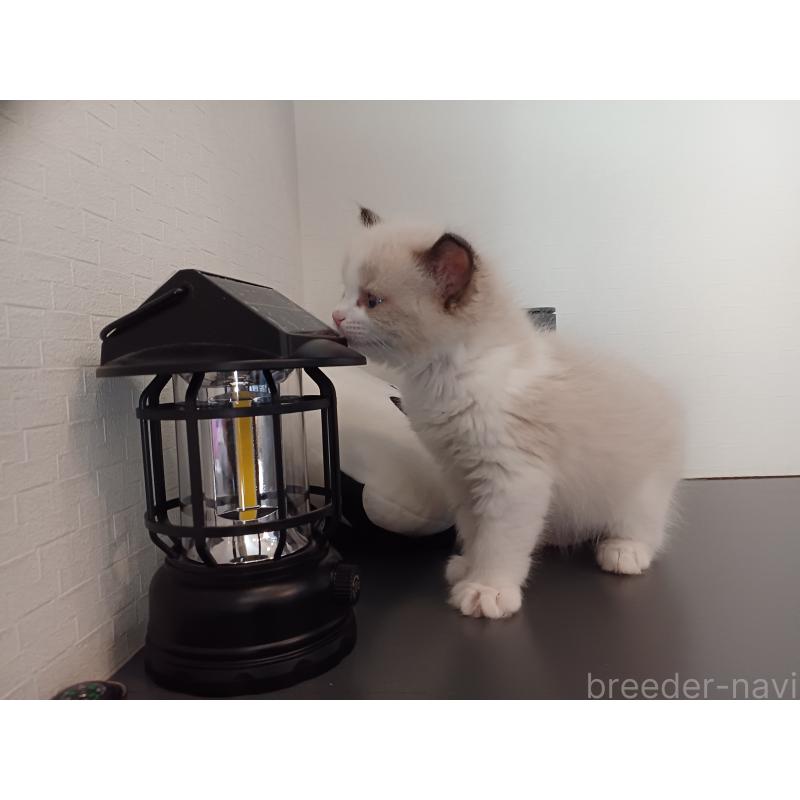 販売中の東京都のラグドール-136205の4枚目