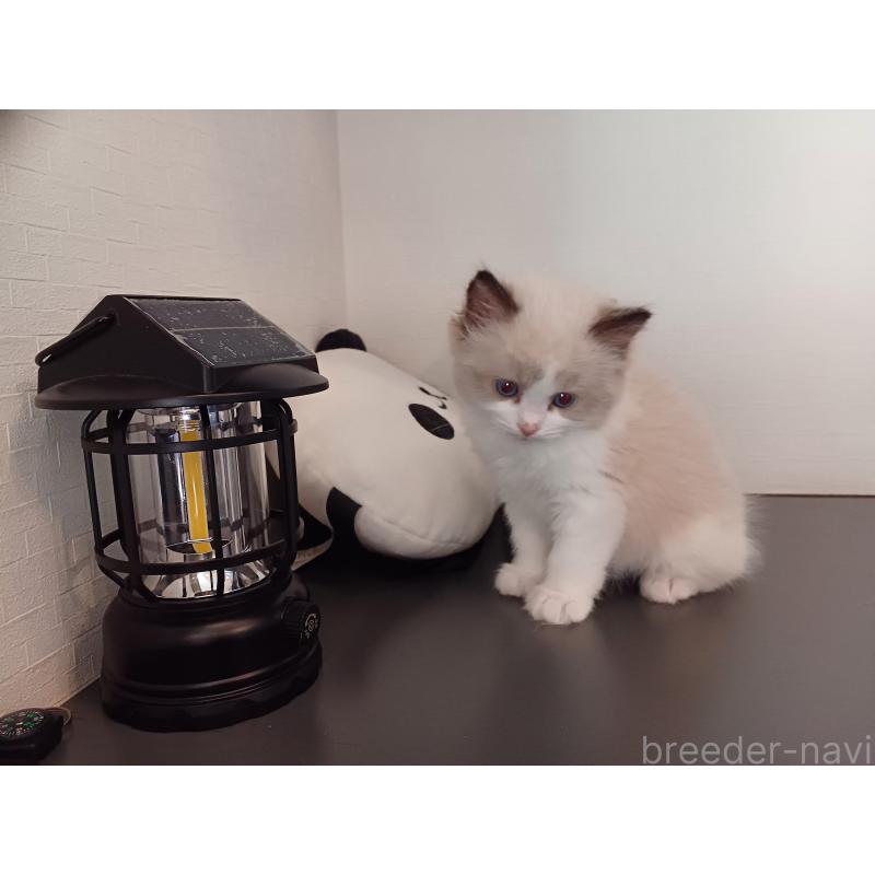 販売中の東京都のラグドール-136205の3枚目