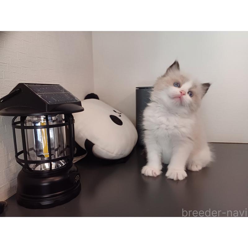 販売中の東京都のラグドール-136205の2枚目