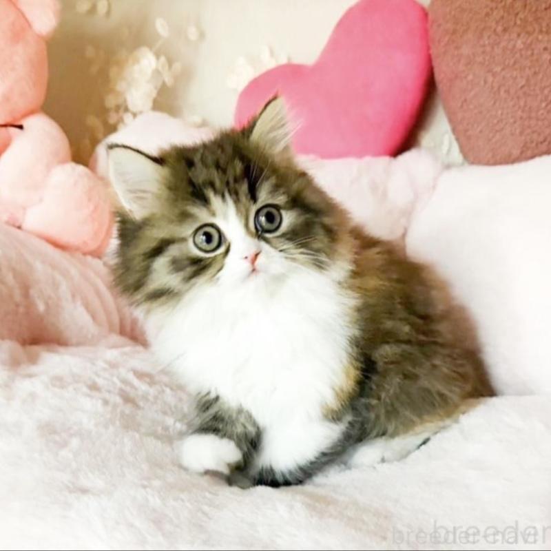 販売中の滋賀県のミヌエット-136204の2枚目