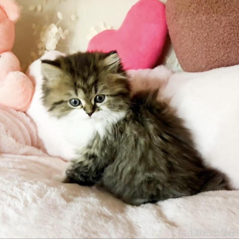 販売中の滋賀県のミヌエット-136206の3枚目