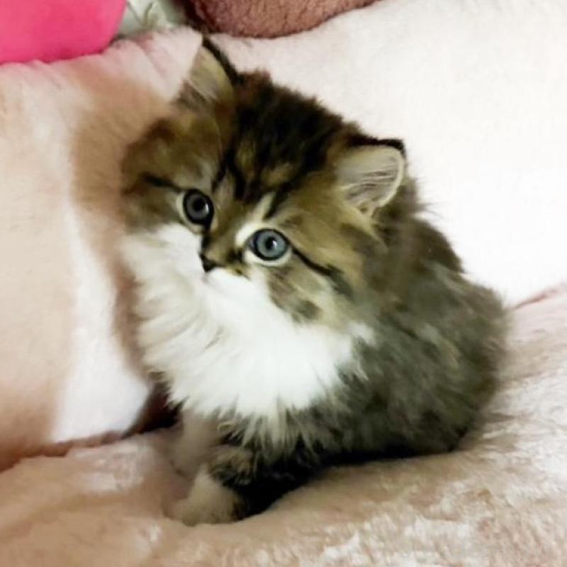 販売中の滋賀県のミヌエット-136206