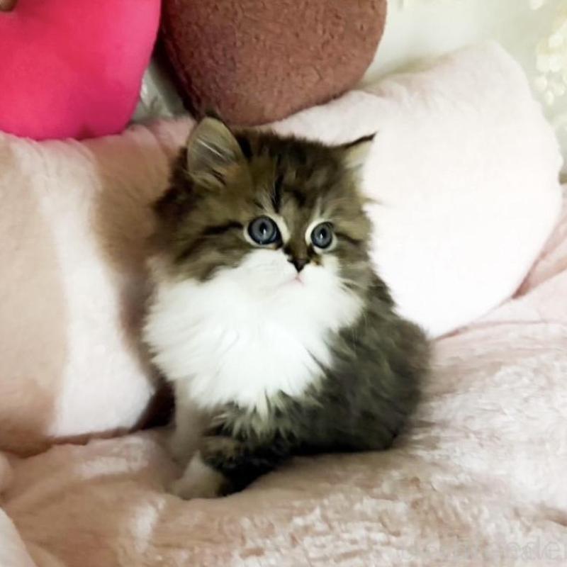 販売中の滋賀県のミヌエット-136206の2枚目