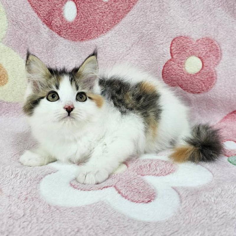 販売中の千葉県のマンチカン-136207の5枚目