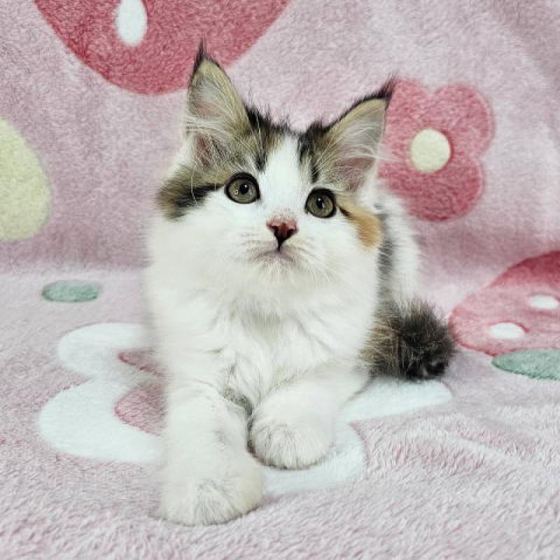 販売中の千葉県のマンチカン-136207の6枚目