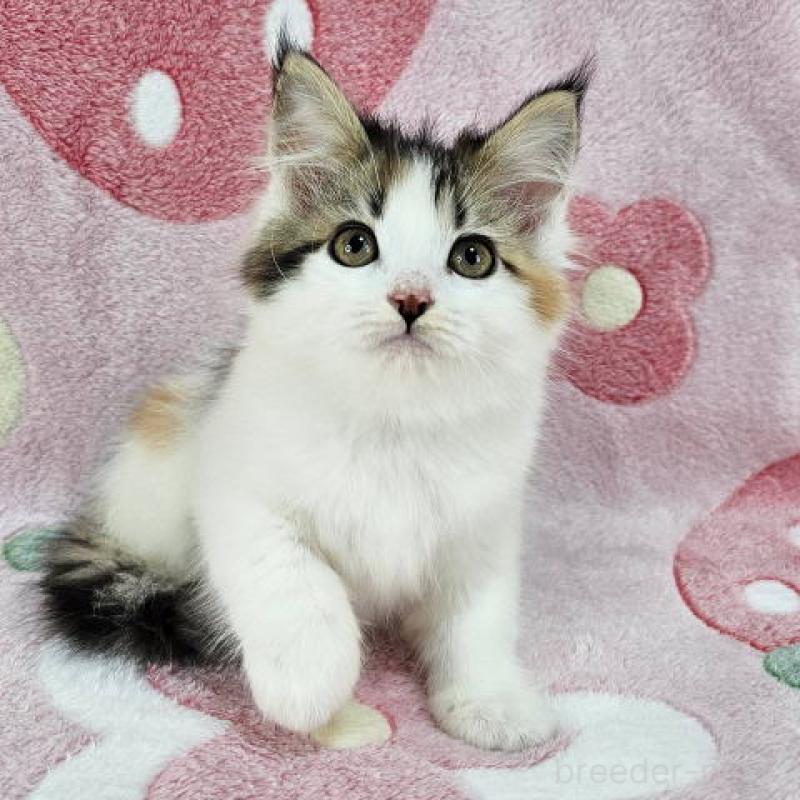 販売中の千葉県のマンチカン-136207