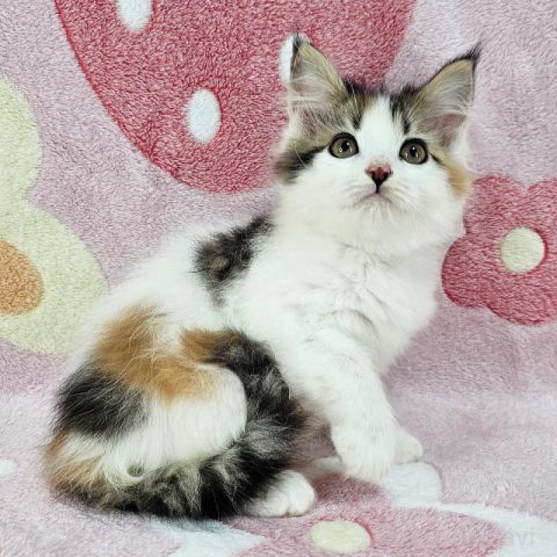 販売中の千葉県のマンチカン-136207の2枚目