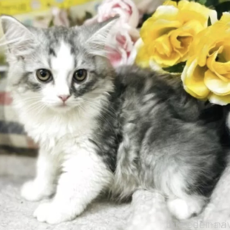 販売中の山形県のサイベリアン-136208