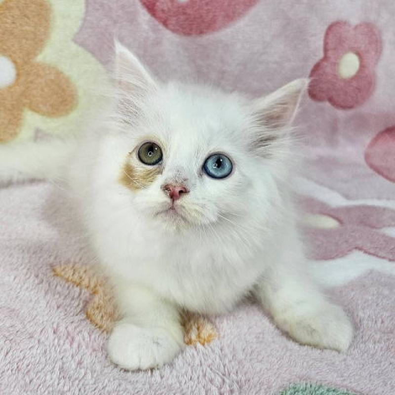 販売中の千葉県のマンチカン-136209の5枚目