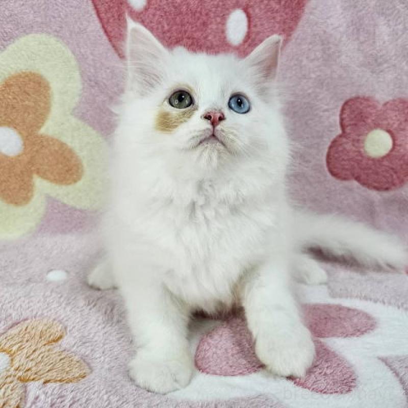 販売中の千葉県のマンチカン-136209の4枚目