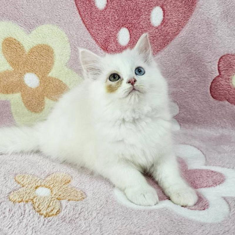 販売中の千葉県のマンチカン-136209の3枚目