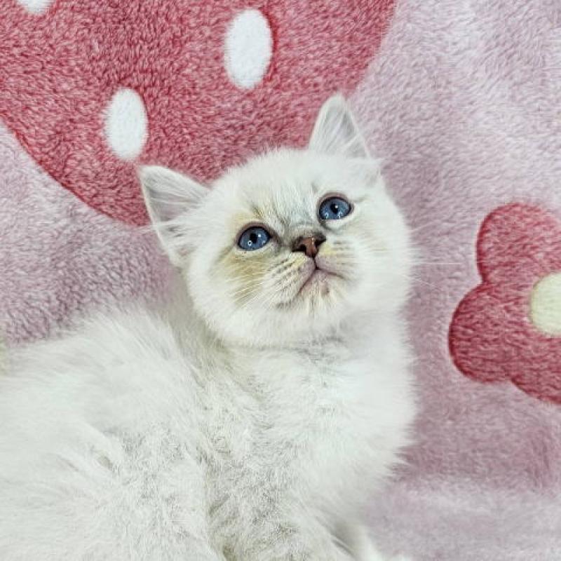 販売中の千葉県のマンチカン-136211の6枚目