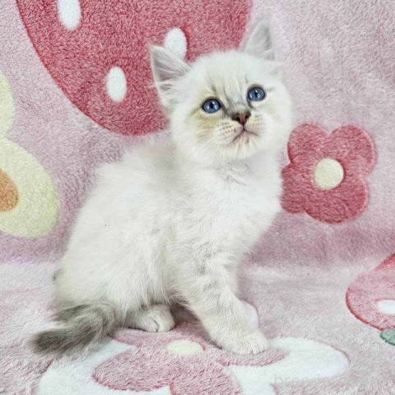 販売中の千葉県のマンチカン-136211の4枚目