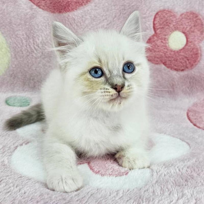 販売中の千葉県のマンチカン-136211の5枚目