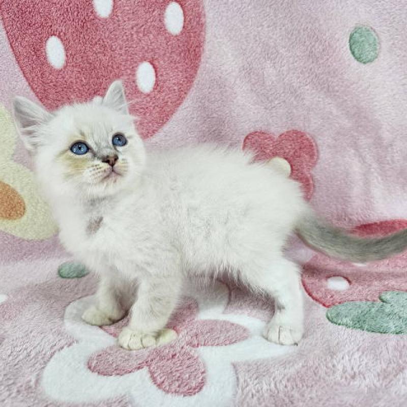 販売中の千葉県のマンチカン-136211の3枚目