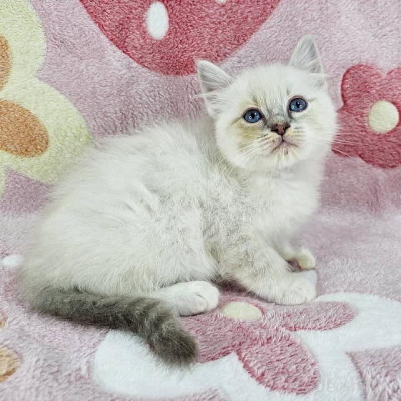 販売中の千葉県のマンチカン-136211の2枚目