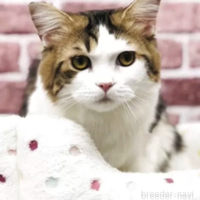 販売中の山形県のサイベリアン-136210