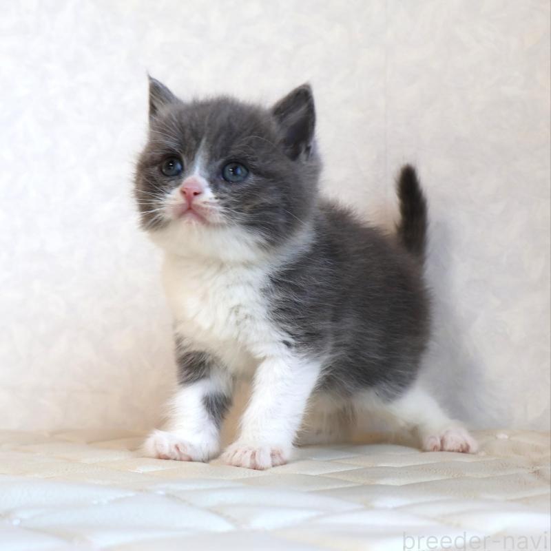 販売中の静岡県のブリティッシュショートヘア-134841の16枚目