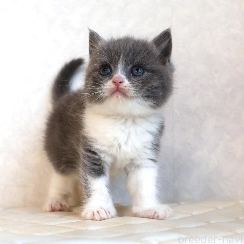 販売中の静岡県のブリティッシュショートヘア-134841の15枚目