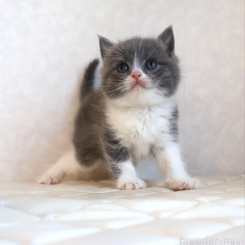 販売中の静岡県のブリティッシュショートヘア-134841の14枚目