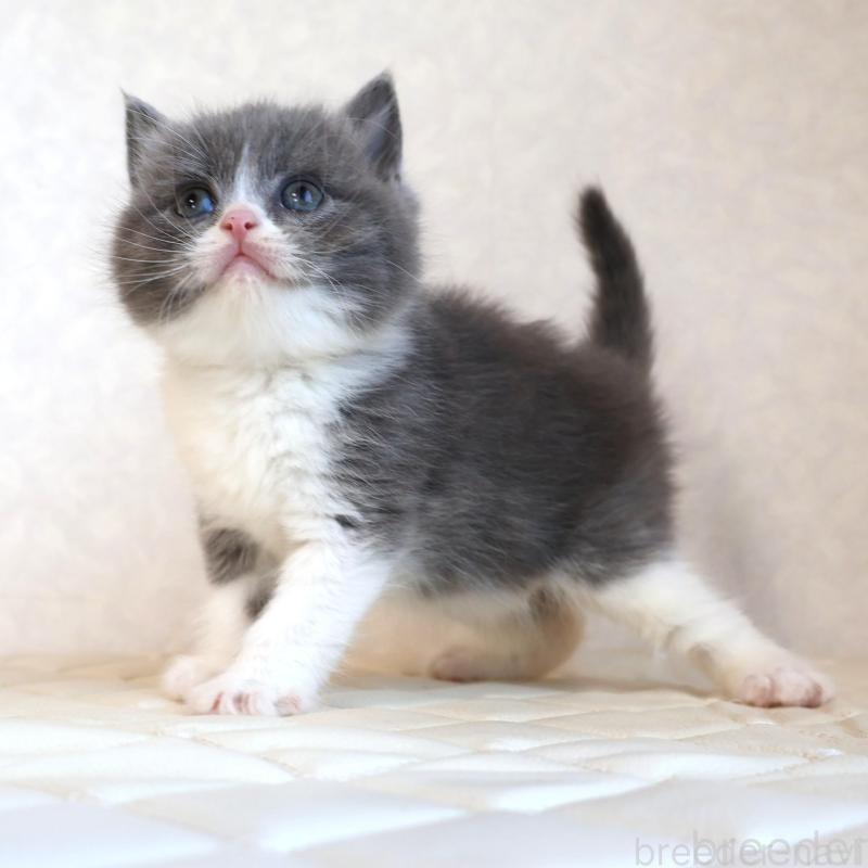 販売中の静岡県のブリティッシュショートヘア-134841の13枚目