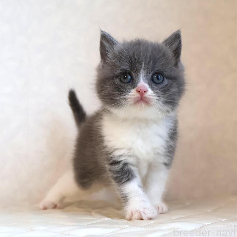 販売中の静岡県のブリティッシュショートヘア-134841の12枚目