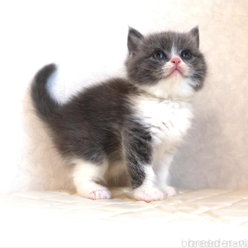 販売中の静岡県のブリティッシュショートヘア-134841の11枚目