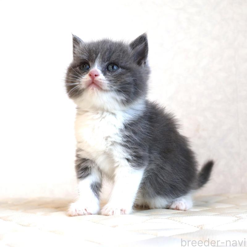 販売中の静岡県のブリティッシュショートヘア-134841の10枚目