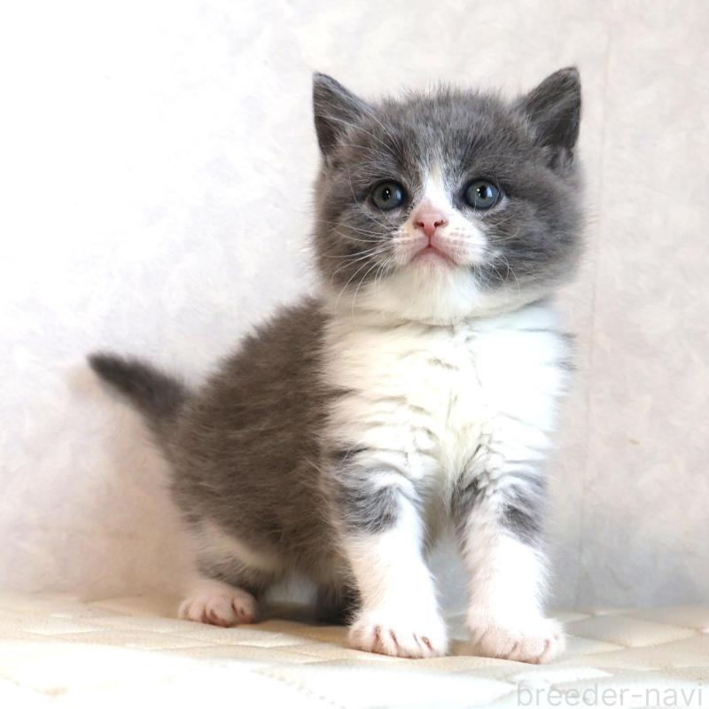 販売中の静岡県のブリティッシュショートヘア-134843の15枚目