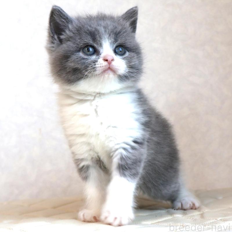 販売中の静岡県のブリティッシュショートヘア-134843の13枚目