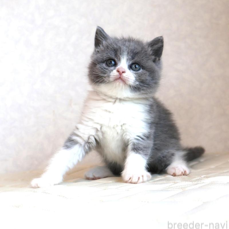 販売中の静岡県のブリティッシュショートヘア-134843の12枚目