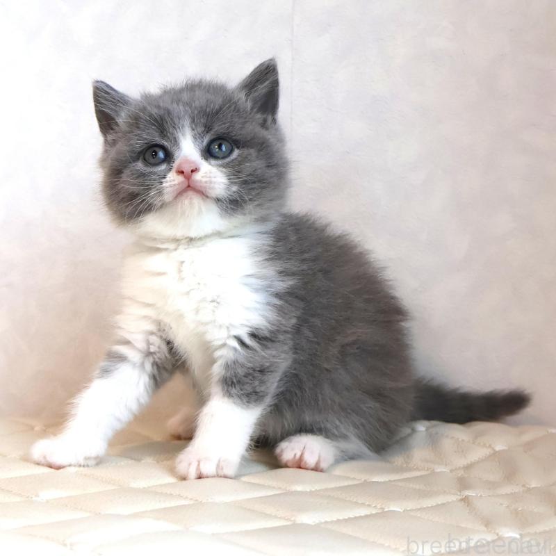 販売中の静岡県のブリティッシュショートヘア-134843の11枚目