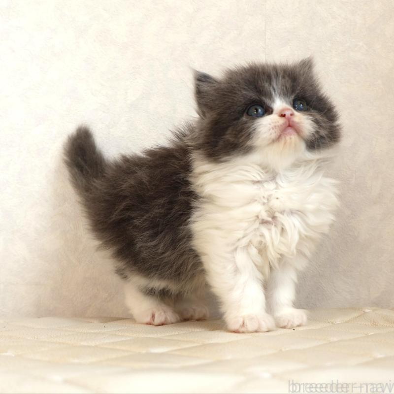 販売中の静岡県のブリティッシュショートヘア-134844の14枚目