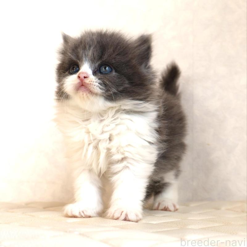 販売中の静岡県のブリティッシュショートヘア-134844の12枚目